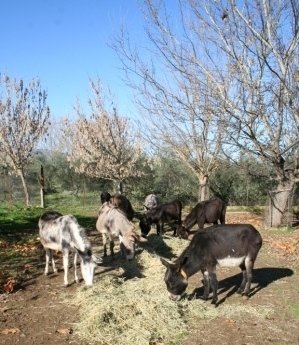 Griekse ezeltjes aan t eten